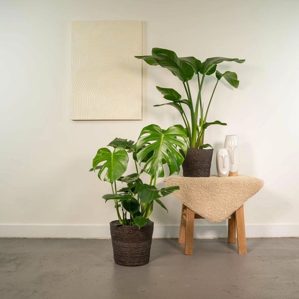 Strelitzia Nicolai, Monstera Deliciosa, Duo De Plantes - Grandes Plantes D'intérieur 4 Strelitzia Nicolai, Monstera Deliciosa, Duo De Plantes - Grandes Plantes D'intérieur – Image 2