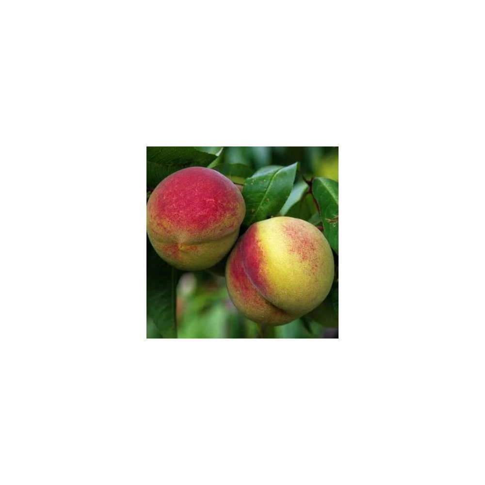 Pêcher Charles Ingouf : ½ Tige, 4-5 Ans, H 170-180 Cm 3 Pêcher Charles Ingouf : ½ Tige, 4-5 Ans, H 170-180 Cm