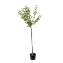Cerisier Belle De Chatenay : ½ Tige, 4-5 Ans, H 170-180 Cm -Jardinoux Soldes Magasin 335756 001