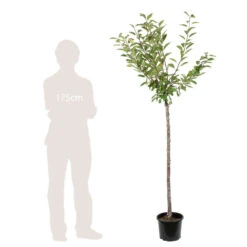 Cerisier Belle De Chatenay : ½ Tige, 4-5 Ans, H 170-180 Cm -Jardinoux Soldes Magasin 335756 003