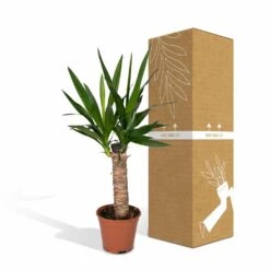 Yucca - H40cm, ø14cm - Plante D'intérieur -Jardinoux Soldes Magasin 3432fe20eae17f67
