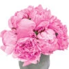 Pivoines 'Sarah Bernhardt' : Botte Fleurs Coupées -Jardinoux Soldes Magasin 367018 006