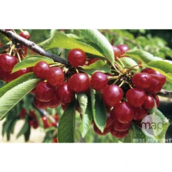 Cerisier Coeur De Pigeon : ½ Tige, 4-5 Ans, H 170-180 Cm -Jardinoux Soldes Magasin 37589 002