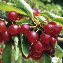 Cerisier Coeur De Pigeon : ½ Tige, 4-5 Ans, H 170-180 Cm -Jardinoux Soldes Magasin 37589 003