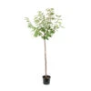 Cerisier Coeur De Pigeon : ½ Tige, 4-5 Ans, H 170-180 Cm -Jardinoux Soldes Magasin 37589 004