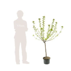 Cerisier Bigarreau Coeur De Pigeon : Gobelet 3 Ans D'âge Ctr 12 Litres -Jardinoux Soldes Magasin 37591 005