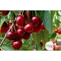 Cerisier Bigarreau Géant D'Hedelfingen 1/2 Tige 2ans âge Ctr 15L 7 Cerisier Bigarreau Géant D'Hedelfingen 1/2 Tige 2ans âge Ctr 15L -Jardinoux Soldes Magasin 37597 002