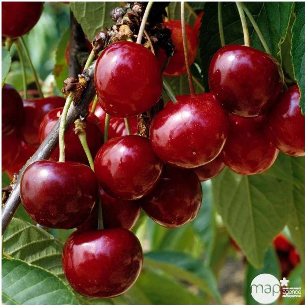 Cerisier Bigarreau Géant D'Hedelfingen 1/2 Tige 2ans âge Ctr 15L 4 Cerisier Bigarreau Géant D'Hedelfingen 1/2 Tige 2ans âge Ctr 15L – Image 2