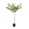 Cerisier Bigarreau Géant D'Hedelfingen 1/2 Tige 2ans âge Ctr 15L 1 Cerisier Bigarreau Géant D'Hedelfingen 1/2 Tige 2ans âge Ctr 15L -Jardinoux Soldes Magasin 37597 004