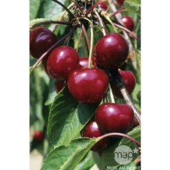 Cerisier Griotte Montmorency : ½ Tige, 4-5 Ans, H 170-180 Cm -Jardinoux Soldes Magasin 37611 002