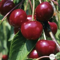 Cerisier Griotte Montmorency : ½ Tige, 4-5 Ans, H 170-180 Cm -Jardinoux Soldes Magasin 37611 004