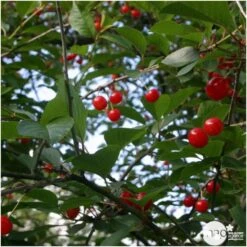 Cerisier Griotte Montmorency : ½ Tige, 4-5 Ans, H 170-180 Cm -Jardinoux Soldes Magasin 37611 006