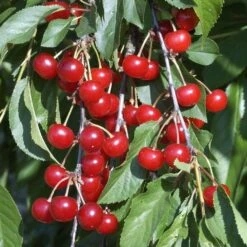 Cerisier Griotte Montmorency : ½ Tige, 4-5 Ans, H 170-180 Cm -Jardinoux Soldes Magasin 37611 010