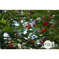 Cerisier Griotte De Montmorency : Gobelet 3 Ans D'âge Ctr 12 Litres -Jardinoux Soldes Magasin 37613 004