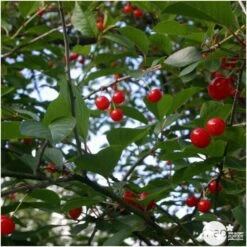 Cerisier Griotte De Montmorency : Gobelet 3 Ans D'âge Ctr 12 Litres -Jardinoux Soldes Magasin 37613 006