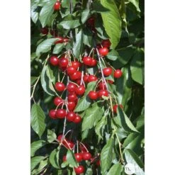 Cerisier Griotte De Montmorency : Gobelet 3 Ans D'âge Ctr 12 Litres -Jardinoux Soldes Magasin 37613 007