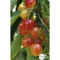 Cerisier Bigarreau Napoléon : Gobelet 3 Ans D'âge Ctr 12 Litres -Jardinoux Soldes Magasin 37627 004