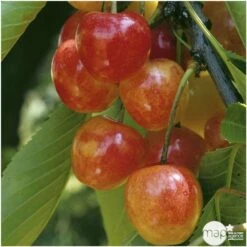 Cerisier Bigarreau Napoléon : Gobelet 3 Ans D'âge Ctr 12 Litres -Jardinoux Soldes Magasin 37627 006