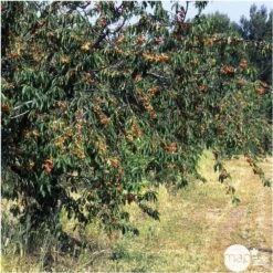 Cerisier Bigarreau Napoléon : Gobelet 3 Ans D'âge Ctr 12 Litres -Jardinoux Soldes Magasin 37627 007