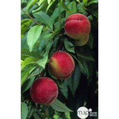 Pêcher à Chair Blanche Amsden : Demi Tige Ctr 15 Litres -Jardinoux Soldes Magasin 37642 002