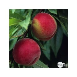 Pêcher à Chair Blanche Amsden : Demi Tige Ctr 15 Litres -Jardinoux Soldes Magasin 37642 003