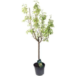 Poirier Beurré Hardy : Gobelet 3 Ans D'âge Ctr 12 Litres -Jardinoux Soldes Magasin 37673 002