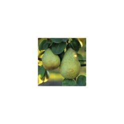 Poirier Beurré Hardy : Gobelet 3 Ans D'âge Ctr 12 Litres -Jardinoux Soldes Magasin 37673 003