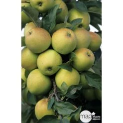 Pommier Golden Delicious : Gobelet 3 Ans D'âge Ctr 12 Litres 9 Pommier Golden Delicious : Gobelet 3 Ans D'âge Ctr 12 Litres -Jardinoux Soldes Magasin 37730 003