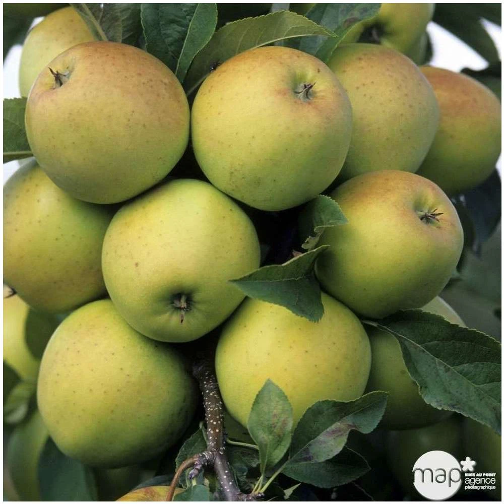 Pommier Golden Delicious : Gobelet 3 Ans D'âge Ctr 12 Litres 5 Pommier Golden Delicious : Gobelet 3 Ans D'âge Ctr 12 Litres – Image 3