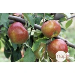Pommier Melrose : ½ Tige, 4-5 Ans, H 170-180 Cm -Jardinoux Soldes Magasin 37765 003