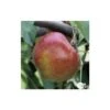 Pommier Melrose : ½ Tige, 4-5 Ans, H 170-180 Cm -Jardinoux Soldes Magasin 37765 005