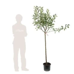 Pommier Melrose : ½ Tige, 4-5 Ans, H 170-180 Cm -Jardinoux Soldes Magasin 37765 007