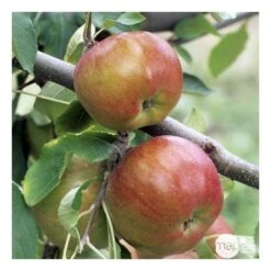 Pommier Melrose : ½ Tige, 4-5 Ans, H 170-180 Cm -Jardinoux Soldes Magasin 37765 008