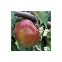 Pommier Melrose : Gobelet 3 Ans D'âge Ctr 12 Litres -Jardinoux Soldes Magasin 37769 004