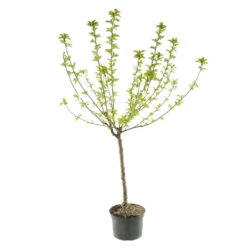 Pommier Melrose : Gobelet 3 Ans D'âge Ctr 12 Litres -Jardinoux Soldes Magasin 37769 006