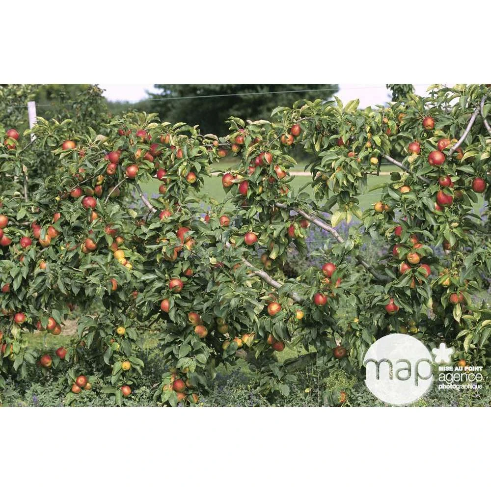 Pommier Reine Des Reinettes : Gobelet 3 Ans D'âge Ctr 12 Litres 3 Pommier Reine Des Reinettes : Gobelet 3 Ans D'âge Ctr 12 Litres – Image 2