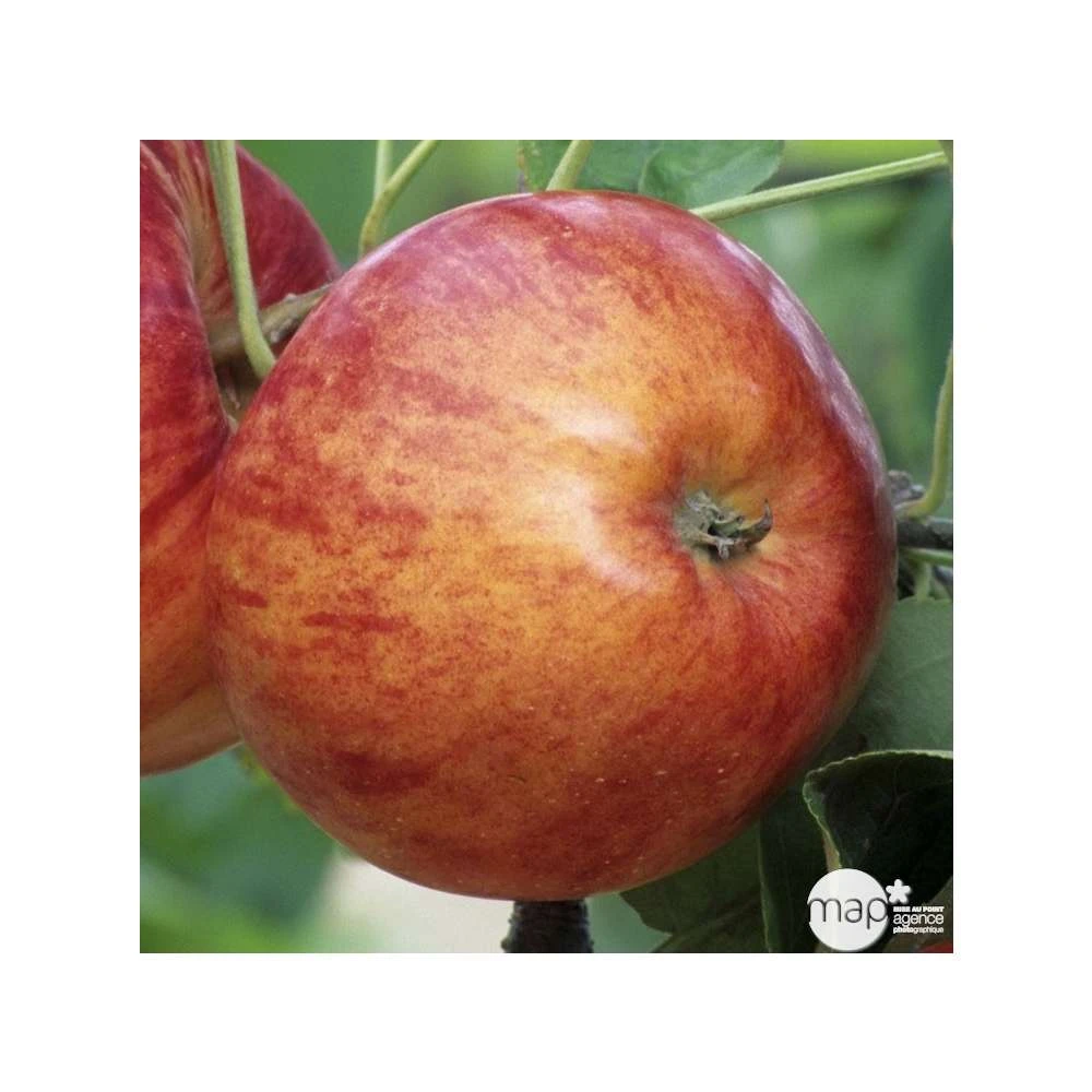 Pommier Reine Des Reinettes : Gobelet 3 Ans D'âge Ctr 12 Litres 4 Pommier Reine Des Reinettes : Gobelet 3 Ans D'âge Ctr 12 Litres – Image 3