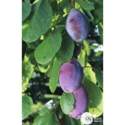 Prunier Quetsche D'Alsace : ½ Tige, 4-5 Ans, H 170-180 Cm -Jardinoux Soldes Magasin 37821 002