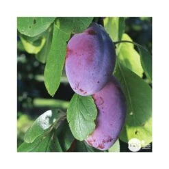 Prunier Quetsche D'Alsace : ½ Tige, 4-5 Ans, H 170-180 Cm -Jardinoux Soldes Magasin 37821 003