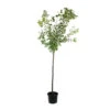 Prunier Quetsche D'Alsace : ½ Tige, 4-5 Ans, H 170-180 Cm -Jardinoux Soldes Magasin 37821 004