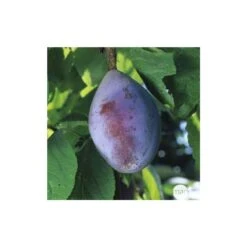 Prunier Quetsche D'Alsace : ½ Tige, 4-5 Ans, H 170-180 Cm -Jardinoux Soldes Magasin 37821 005