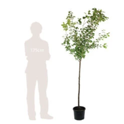 Prunier Quetsche D'Alsace : ½ Tige, 4-5 Ans, H 170-180 Cm -Jardinoux Soldes Magasin 37821 006