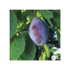 Prunier Quetsche D'Alsace : Gobelet 3 Ans D'âge Ctr 12 Litres -Jardinoux Soldes Magasin 37823 006