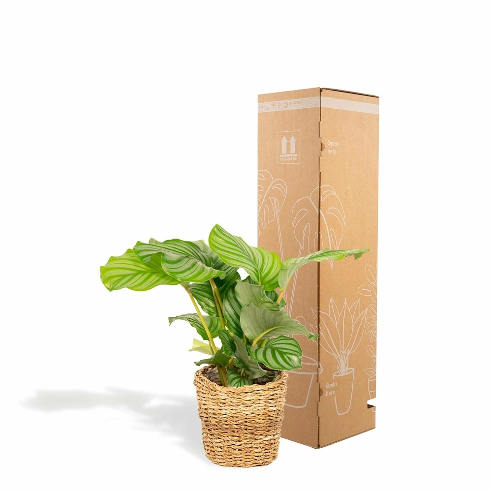 Calathea Orbifolia Et Son Panier Naturel - H40cm, ø14 Cm - Plante D'intérieur 6 Calathea Orbifolia Et Son Panier Naturel - H40cm, ø14 Cm - Plante D'intérieur – Image 4