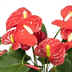 Anthurium Rouge - H55cm, ø17cm - Plante D'intérieur 9 Anthurium Rouge - H55cm, ø17cm - Plante D'intérieur -Jardinoux Soldes Magasin 38b54ea20ca73bf4