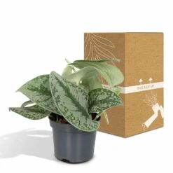 Pothos Scindapsus Pictus Epipremnum - H15cm, ø12cm - Plante D'intérieur Tombante 11 Pothos Scindapsus Pictus Epipremnum - H15cm, ø12cm - Plante D'intérieur Tombante -Jardinoux Soldes Magasin 38bd88a072b8a259