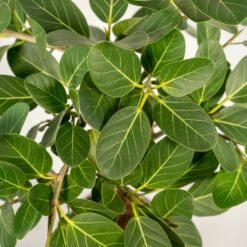 Ficus Benghalensis - H75cm, ø21cm - Grande Plante D'intérieur -Jardinoux Soldes Magasin 3f3b63b3e155378d