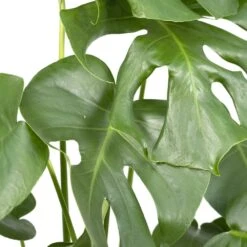 Monstera Deliciosa - H55cm, ø17cm - Plante D'intérieur 9 Monstera Deliciosa - H55cm, ø17cm - Plante D'intérieur -Jardinoux Soldes Magasin 403df5ce7a9af6ee