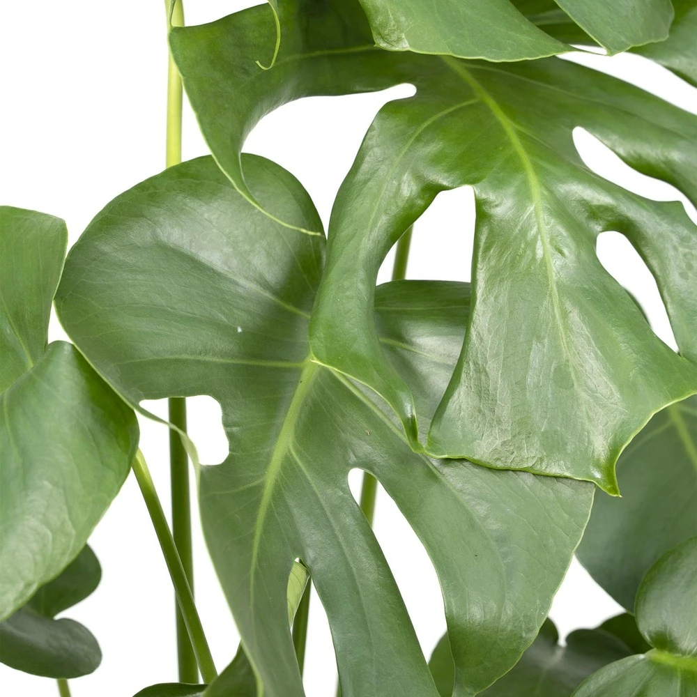 Monstera Deliciosa - H55cm, ø17cm - Plante D'intérieur 5 Monstera Deliciosa - H55cm, ø17cm - Plante D'intérieur – Image 3