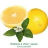Pomelos A Chair Jaune Bio Tailles:pot De 3 Litres, Hauteur 30/40 Cm 2 Pomelos A Chair Jaune Bio Tailles:pot De 3 Litres, Hauteur 30/40 Cm -Jardinoux Soldes Magasin 41612e67e5322872